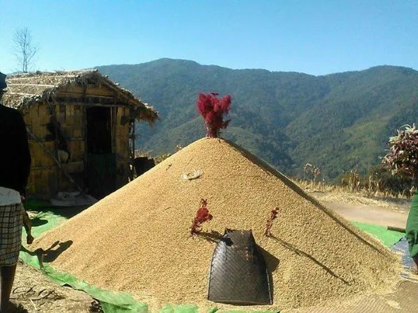 Peddy-rice