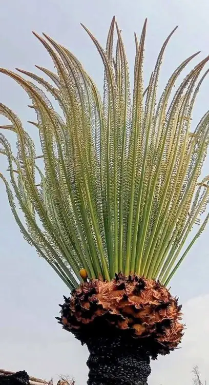 sangyah
