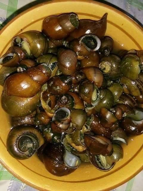 Snail