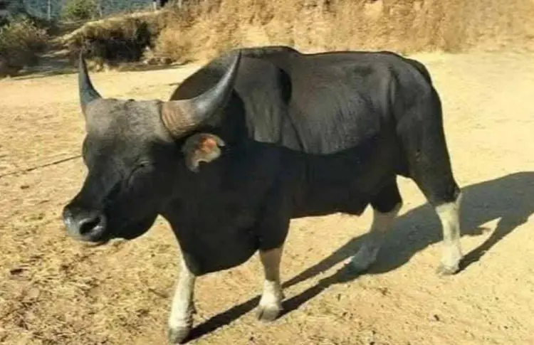 Ox