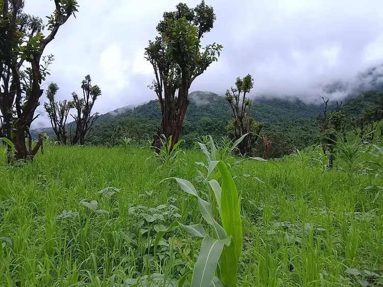 paddy field