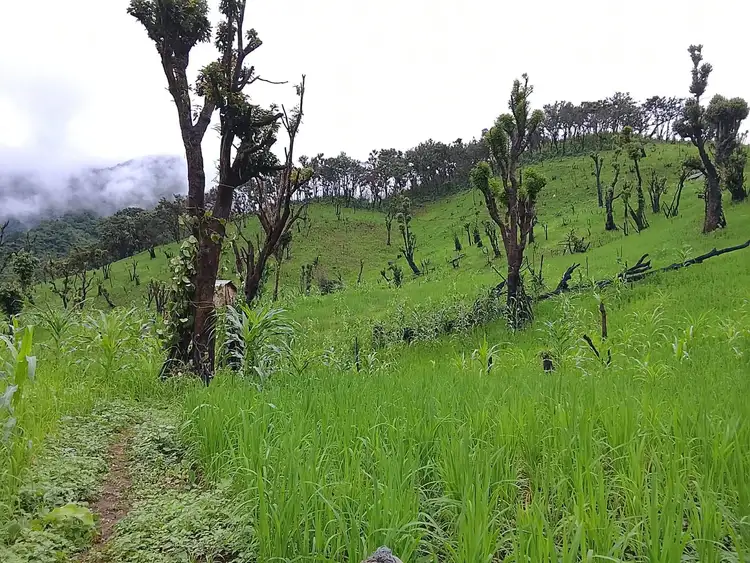 paddy field