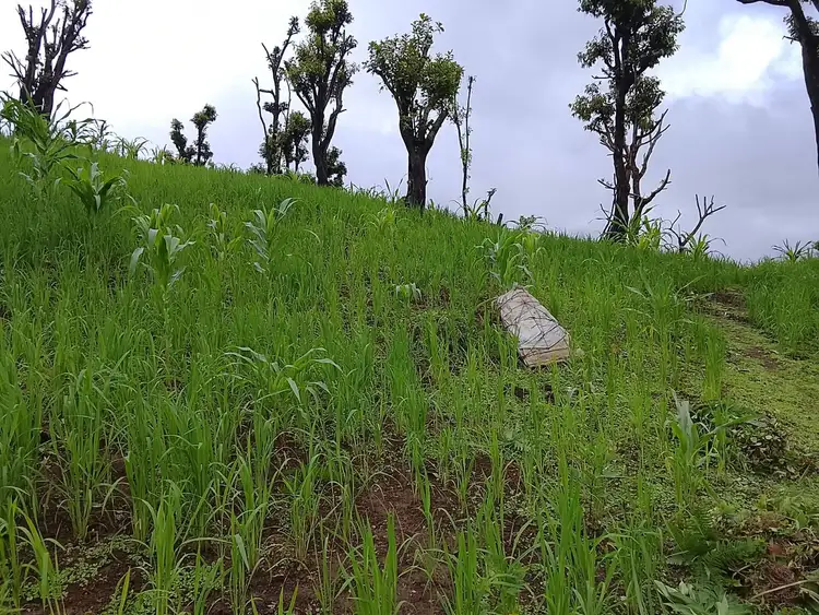 paddy field