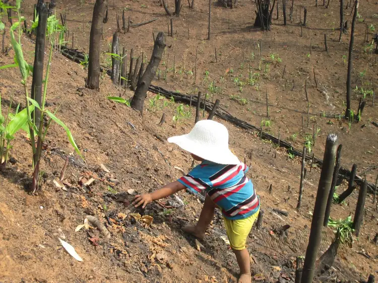 Daai cultivation 