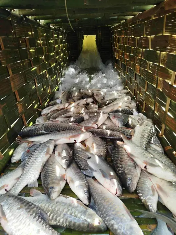 Daai traditional catching fish