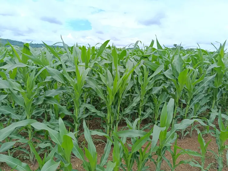 corn