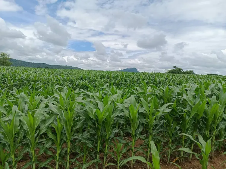 corn